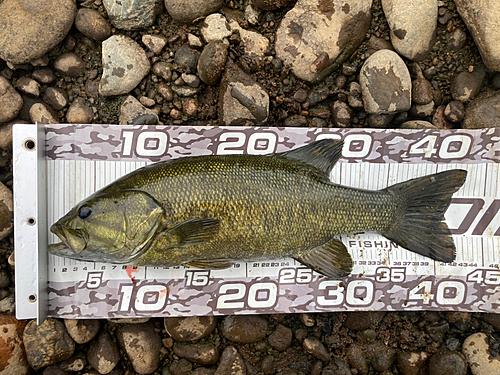 スモールマウスバスの釣果