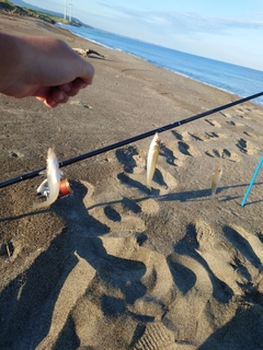 シロギスの釣果