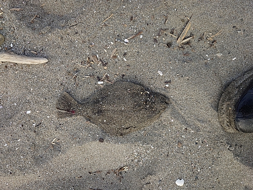 ソゲの釣果