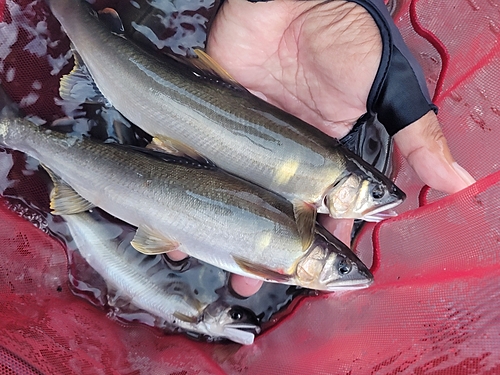 アユの釣果