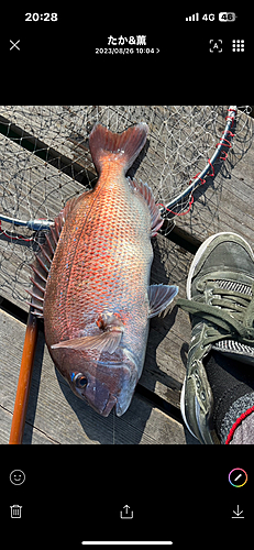 タイの釣果