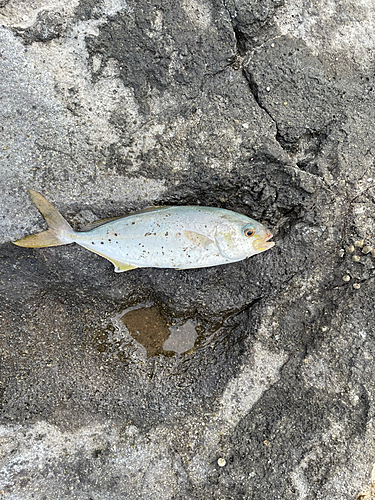 シオの釣果