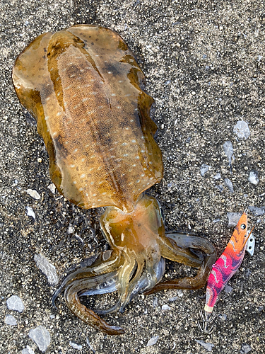 アオリイカの釣果