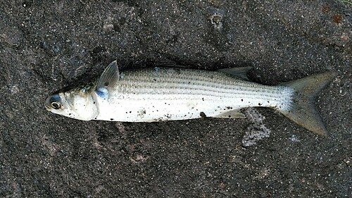 ボラの釣果