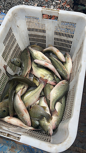 ブラックバスの釣果