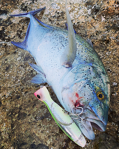 カスミアジの釣果