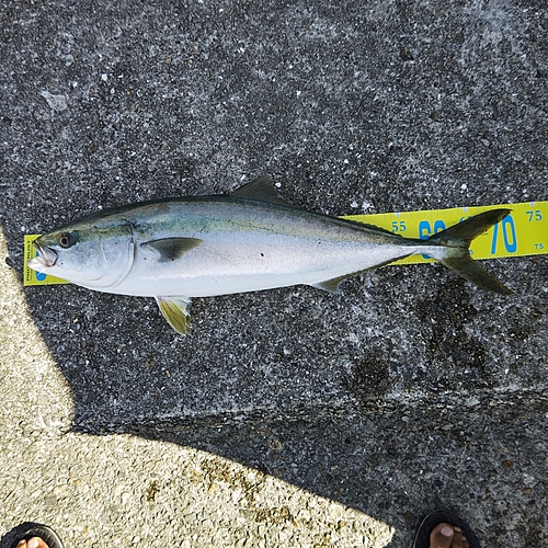 メジロの釣果