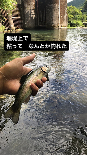 ニジマスの釣果