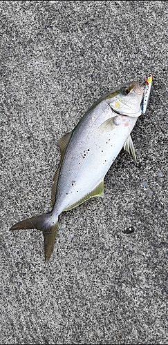 ショゴの釣果