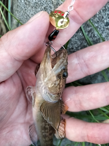 カワアナゴの釣果