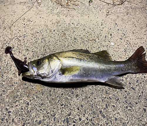 スズキの釣果