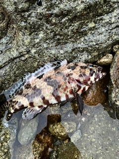 モヨウハタの釣果