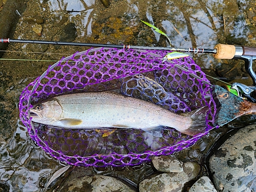 ヤマメの釣果