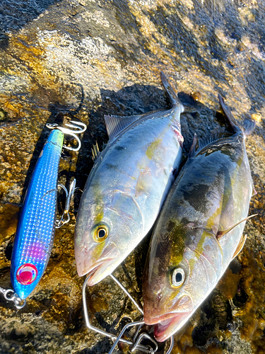 ショゴの釣果