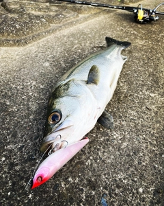 フッコ（マルスズキ）の釣果