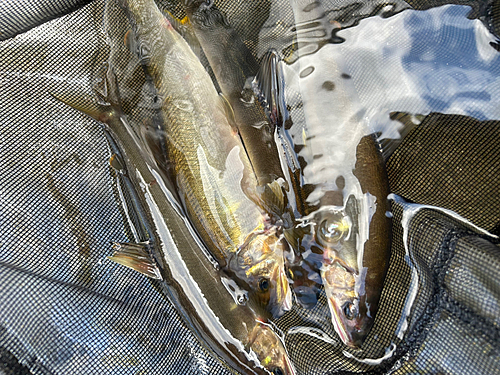 アユの釣果