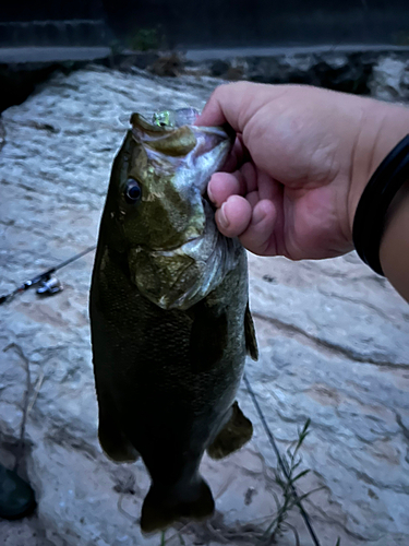 スモールマウスバスの釣果