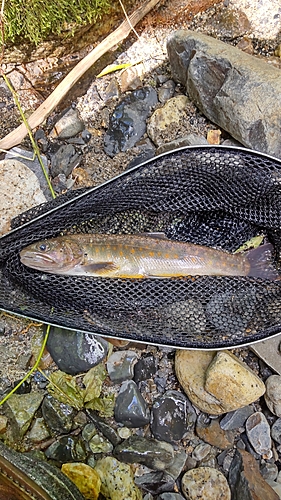 イワナの釣果