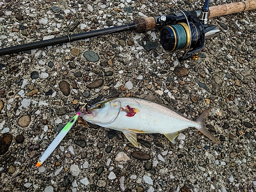 カンパチの釣果