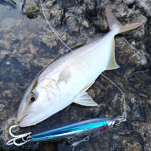 カンパチの釣果