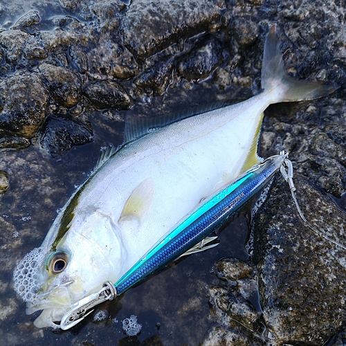 ヒレナガカンパチの釣果