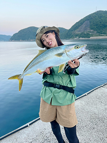 ヒラスの釣果