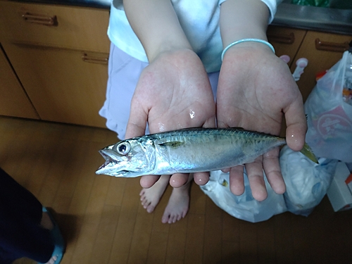 サバの釣果