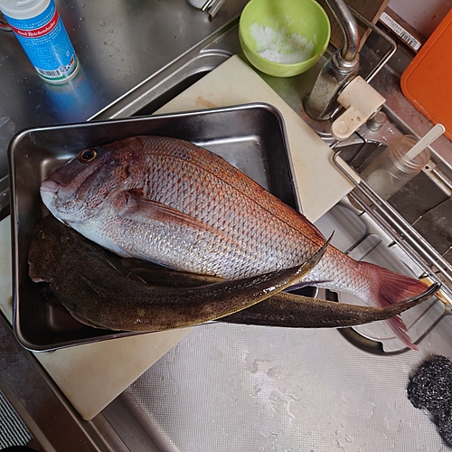 マダイの釣果