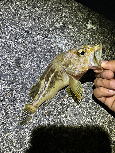 シマソイの釣果