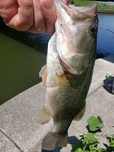 ブラックバスの釣果