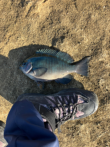 メジナの釣果