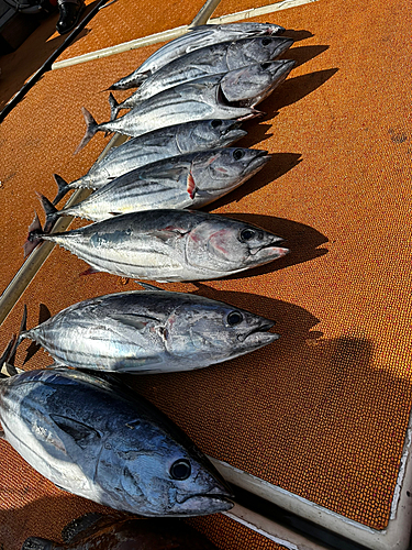 カツオの釣果