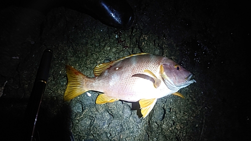 シブダイの釣果