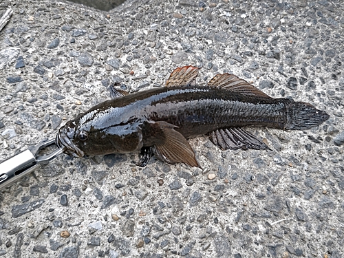 カワアナゴの釣果