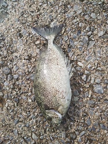 アイゴの釣果