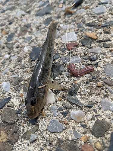 マハゼの釣果