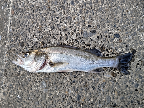 フッコ（マルスズキ）の釣果