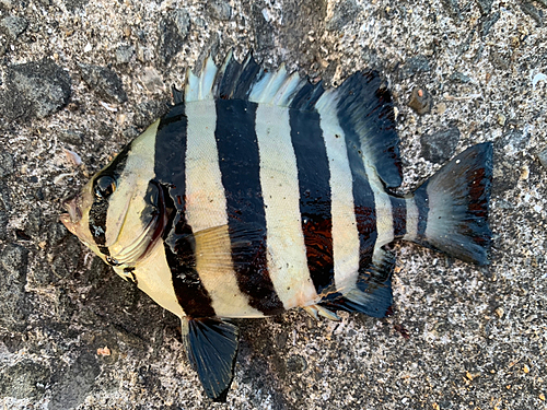 サンバソウの釣果