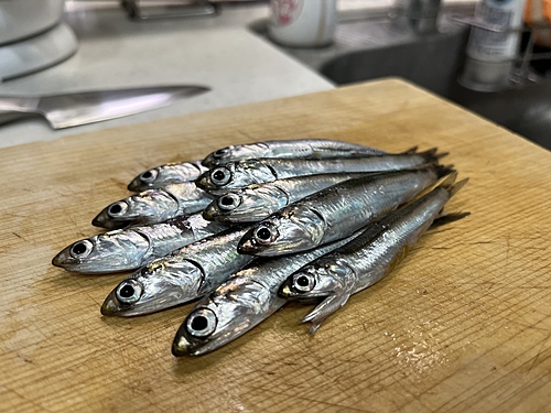 カタクチイワシの釣果