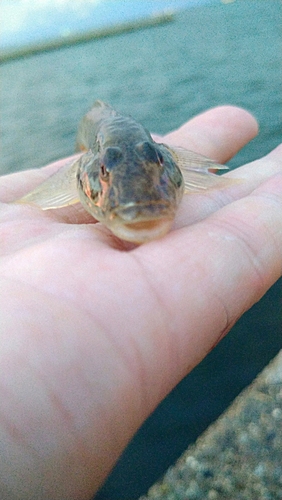 ハゼの釣果