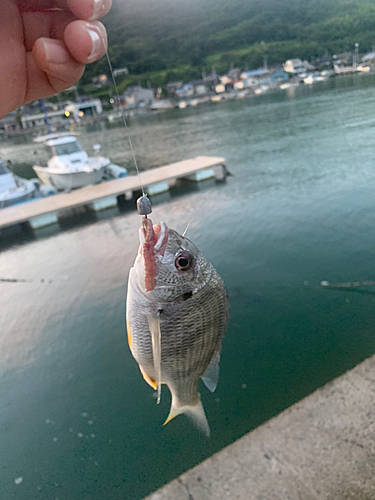 キビレの釣果