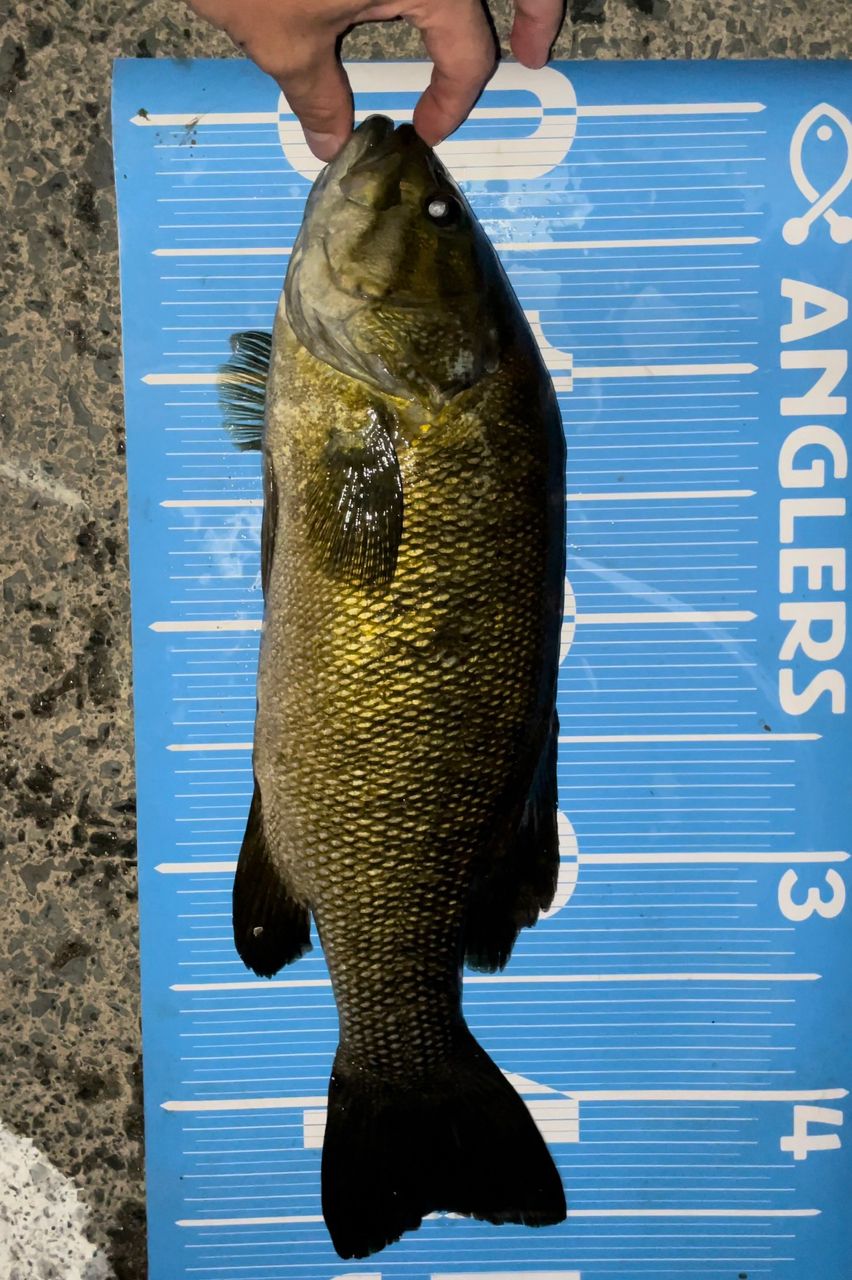 スモールマウスバス