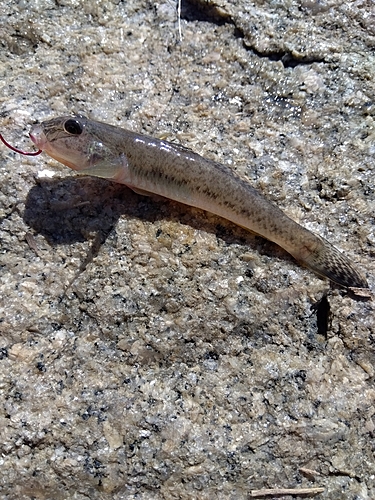 ハゼの釣果