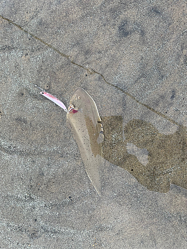 シタビラメの釣果