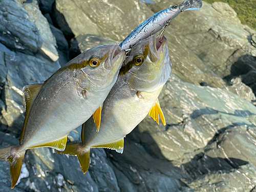 カンパチの釣果