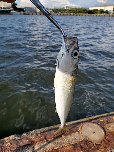 サバの釣果