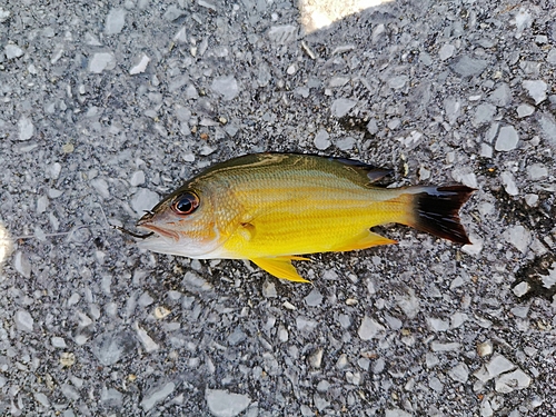 オキフエダイの釣果