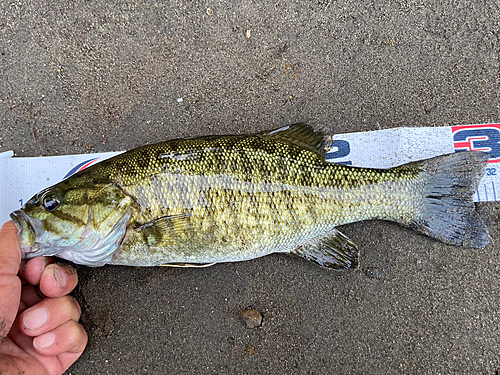 スモールマウスバスの釣果