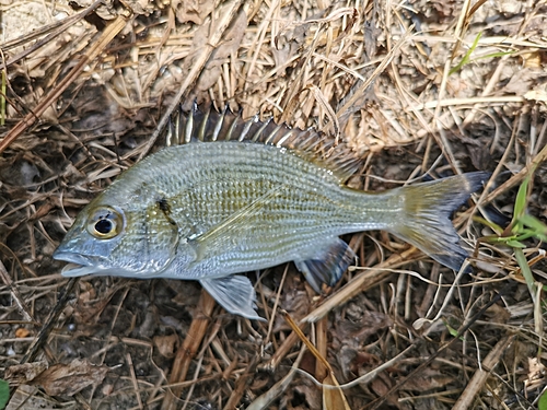 ミナミクロダイの釣果