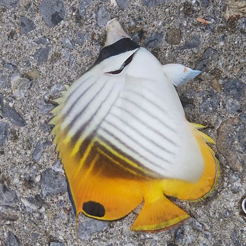 チョウチョウウオの釣果